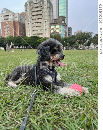 專心玩球的小狗 專心玩球的小狗 108019179