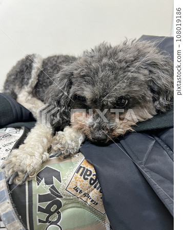 Puppy lying down and resting Puppy lying down and resting 108019186
