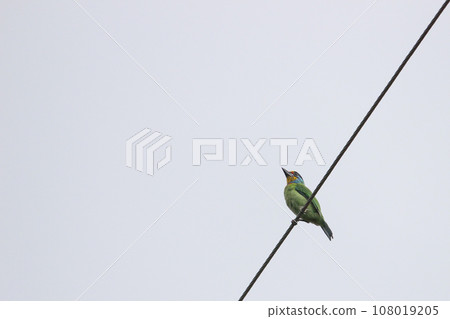 電線桿上的五色鳥 108019205
