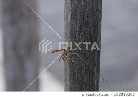Wasp on wood Wasp on wood 108019208
