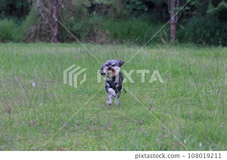 Puppy running in the park 108019211