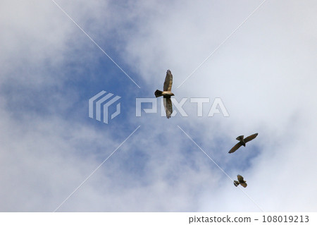 翱翔的灰面鷲 108019213