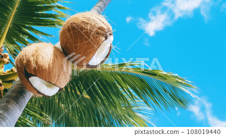 bunch of coconuts, palm tree against a blue sky bunch of coconuts, palm tree against a blue sky 108019440