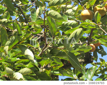 The persimmon fruit of my home colored orange 108019783