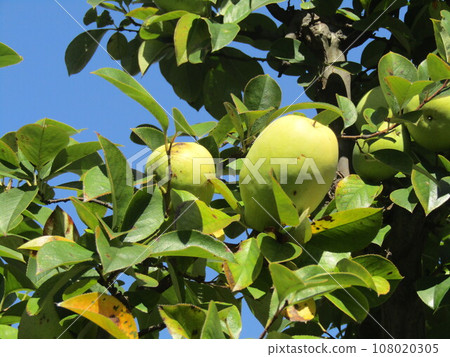 The yellow fruit of our house in the blue sky The yellow fruit of our house in the blue sky 108020305