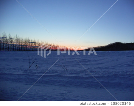 Windbreak larch forest and sunrise 1 on the Tokachi plains 108020346