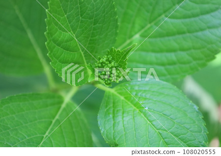 有望開花的繡球花小芽 有望開花的繡球花小芽 108020555