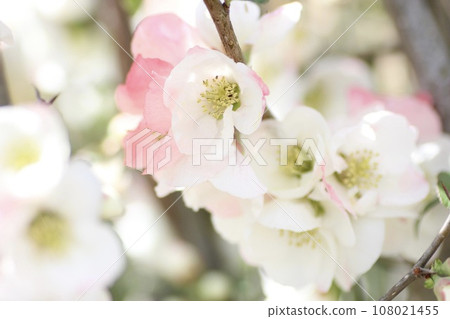 桃紅色bokeh花 108021455