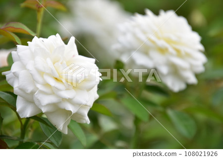 White Rose Jindai Botanical Park Autumn Rose Festival White Rose Jindai Botanical Park Autumn Rose Festival 108021926