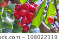 Cherry tree 108022119