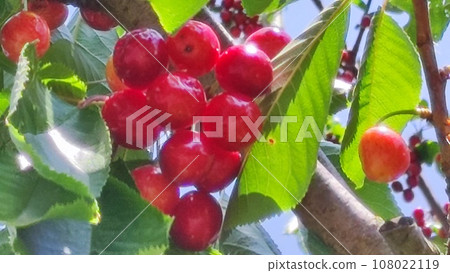 Cherry tree 108022119