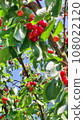 Cherry tree 108022120