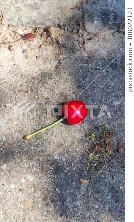 Cherry on the ground Cherry on the ground 108022121