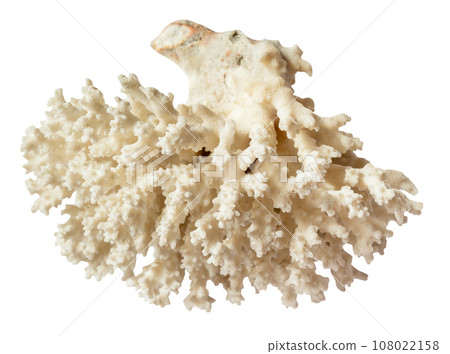 dried white coral branch isolated on white 108022158