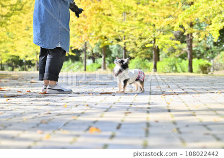 A woman and a Chihuahua walking along a row of ginkgo trees with autumn leaves, Chichibu Muse Park, Saitama Prefecture, Chichibu City, Ogano Town, autumn image 108022442