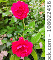 The Rose 108022456