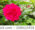The Rose 108022458