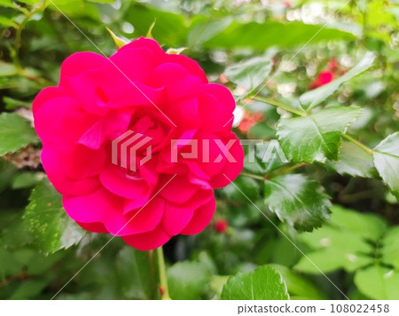The Rose The Rose 108022458