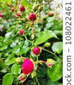 Rose bud 108022461