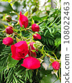 The Rose 108022463