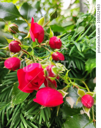 The Rose 108022463