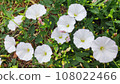 The meadow 108022466