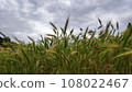 The meadow 108022467