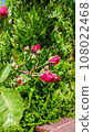 Rose bud 108022468