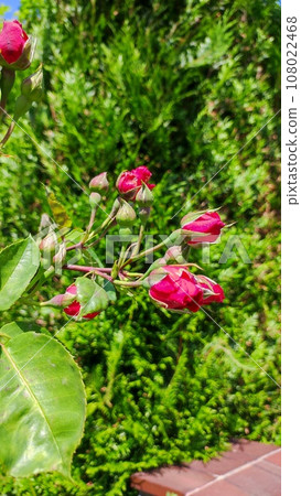 Rose bud Rose bud 108022468