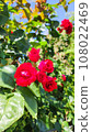 The Rose 108022469