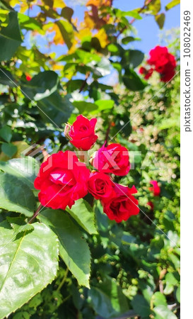 The Rose The Rose 108022469