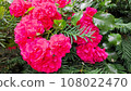The Rose 108022470