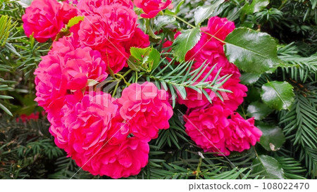 The Rose 108022470
