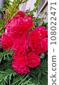 The Rose 108022471