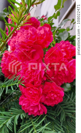 The Rose The Rose 108022471
