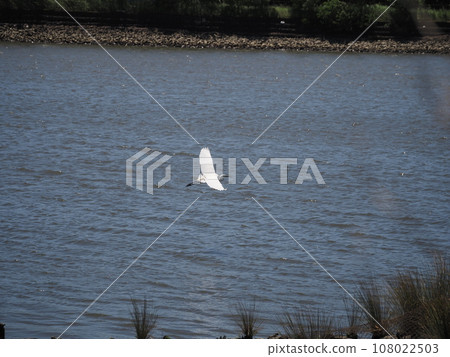 A great egret flying low over the surface of the Arakawa River 108022503