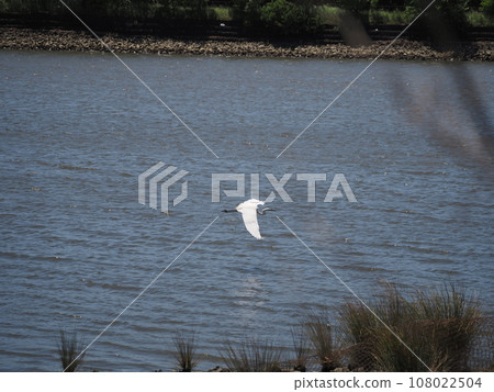 A great egret flying low over the surface of the Arakawa River 108022504