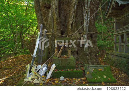 福島縣西白河郡西鄉村的能量勝地劍勝神社的神樹劍勝羅 福島縣西白河郡西鄉村的能量勝地劍勝神社的神樹劍勝羅 108022512