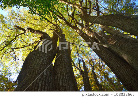 Kenkatsura, the sacred tree of Kenkatsura Shrine, a power spot in Saigo Village, Nishishirakawa District, Fukushima Prefecture 108022663