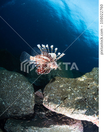 Lionfish Lionfish 108022760