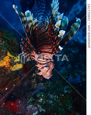 Lionfish 108022765