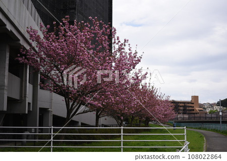 early cherry blossoms 108022864