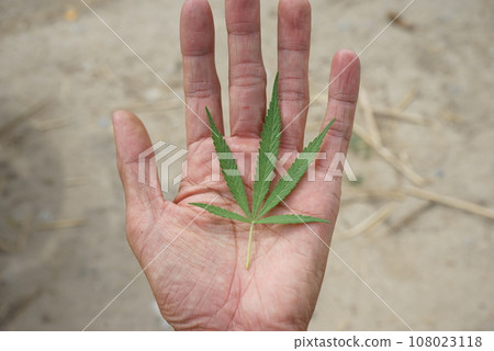 Hemp leaves Hemp leaves 108023118