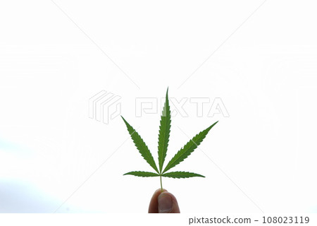 cannabis leaf cannabis leaf 108023119