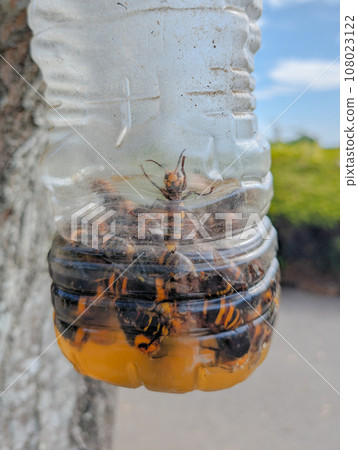 Wasp plastic bottle trap pest control 108023122