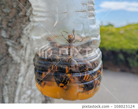 黃蜂塑膠瓶陷阱害蟲防治 108023124