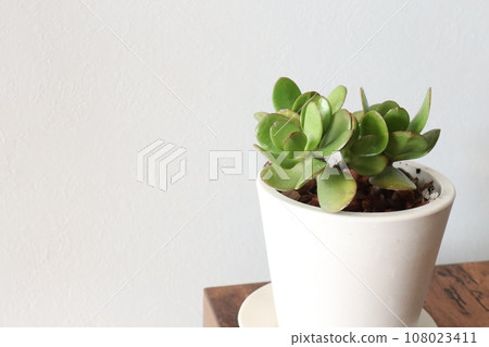 Houseplant white pot and background 108023411