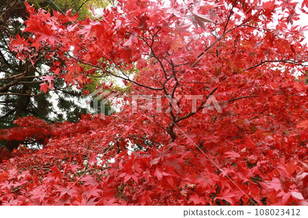 Autumn leaves of maple leaves on Mt. Daisen, Isehara, Japan 108023412