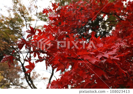 Autumn leaves of maple leaves on Mt. Daisen, Isehara, Japan Autumn leaves of maple leaves on Mt. Daisen, Isehara, Japan 108023413