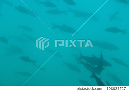 A school of Ezougui in Lake Shikotsu, Hokkaido 108023727